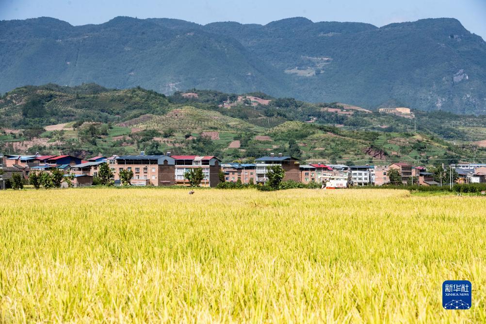 大红鹰论坛在线统计器